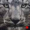 The Hypnotist - Scratchboard Art Snow Leopard